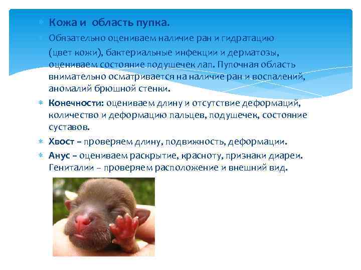  Кожа и область пупка. Обязательно оцениваем наличие ран и гидратацию (цвет кожи), бактериальные