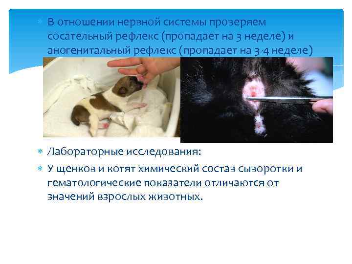  В отношении нервной системы проверяем сосательный рефлекс (пропадает на 3 неделе) и аногенитальный