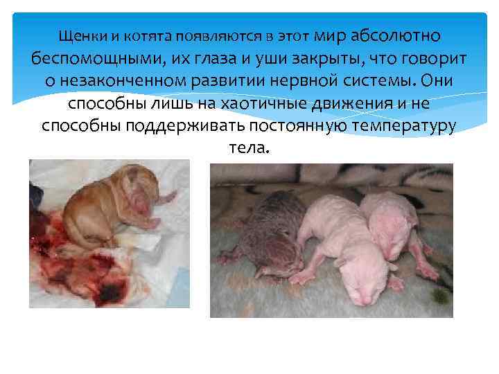 Щенки и котята появляются в этот мир абсолютно беспомощными, их глаза и уши закрыты,