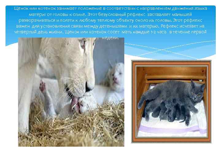 Щенок или котенок занимает положение в соответствии с направлением движения языка матери: от головы