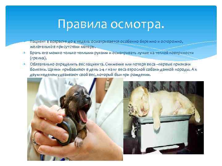 Правила осмотра. Пациент в возрасте до 4 недель осматривается особенно бережно и осторожно, желательно
