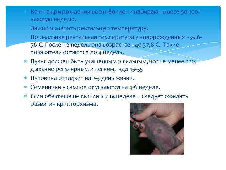  Котята при рождении весят 80 -140 г и набирают в весе 50 -100