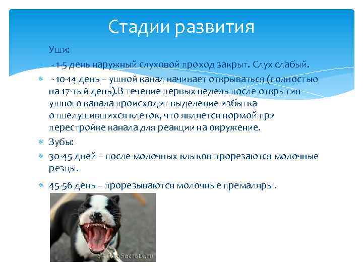 Стадии развития Уши: - 1 -5 день наружный слуховой проход закрыт. Слух слабый. -