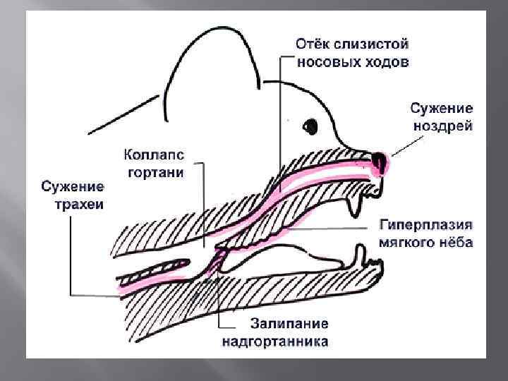 Если у животного имеется дыхательная система изображенная на рисунке то для этого животного