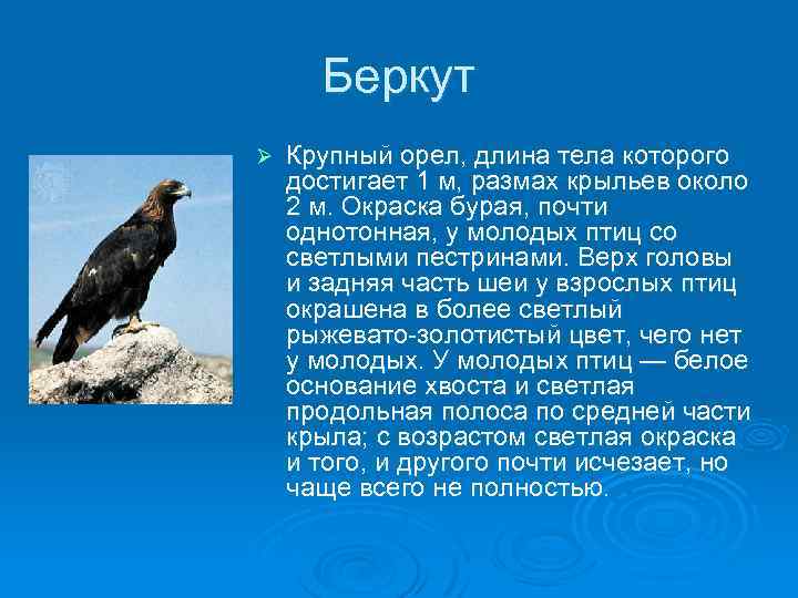 Беркут Ø Крупный орел, длина тела которого достигает 1 м, размах крыльев около 2