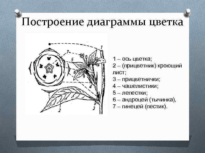 Диаграмма цветка ивовых