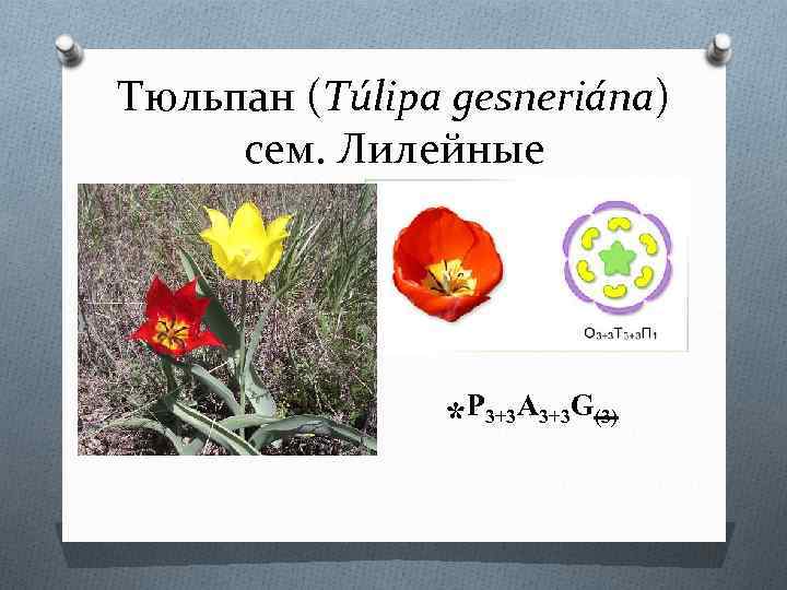 Тюльпан (Túlipa gesneriána) сем. Лилейные Р 3+3 А 3+3 G(3) * 