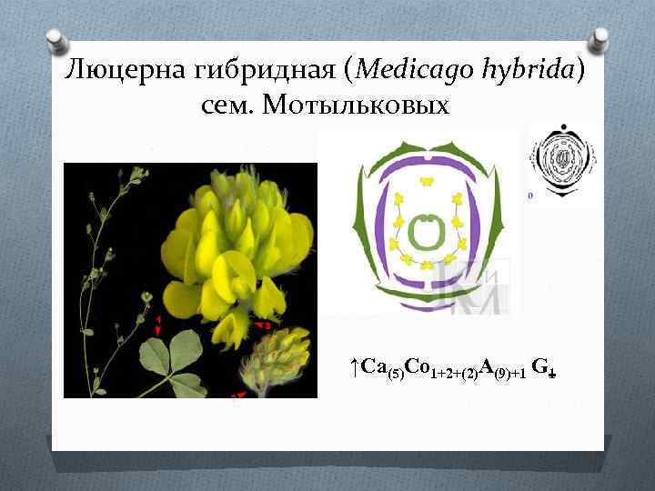 Диаграмма цветка гороха посевного