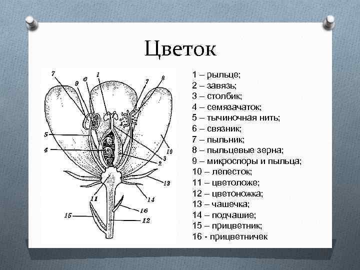 Определите что на рисунке обозначено цифрой 1 пыльник столбик завязь рыльце