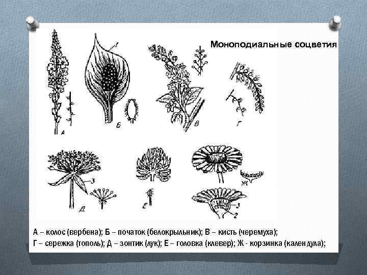 Моноподиальные соцветия А – колос (вербена); Б – початок (белокрыльник); В – кисть (черемуха);
