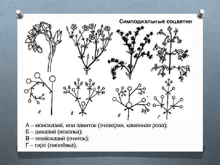 Схема соцветия винограда