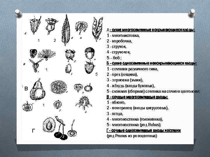 1 2 1 В 1 Г 5 А - сухие многосемянные вскрывающиеся плоды: 1