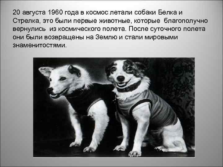 20 августа 1960 года в космос летали собаки Белка и Стрелка, это были первые