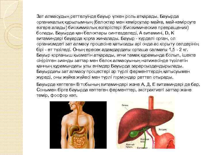 Зат алмасудың реттелуінде бауыр үлкен роль атқарады. Бауырда органикалық құрылымның (белоктар мен көмірсулар майға,