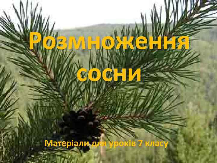 Розмноження сосни Матеріали для уроків 7 класу 