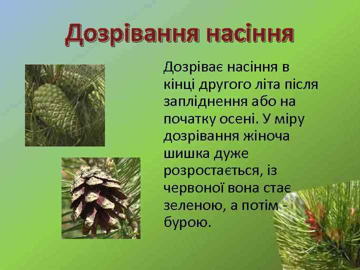 Дозрівання насіння Дозріває насіння в кінці другого літа після запліднення або на початку осені.