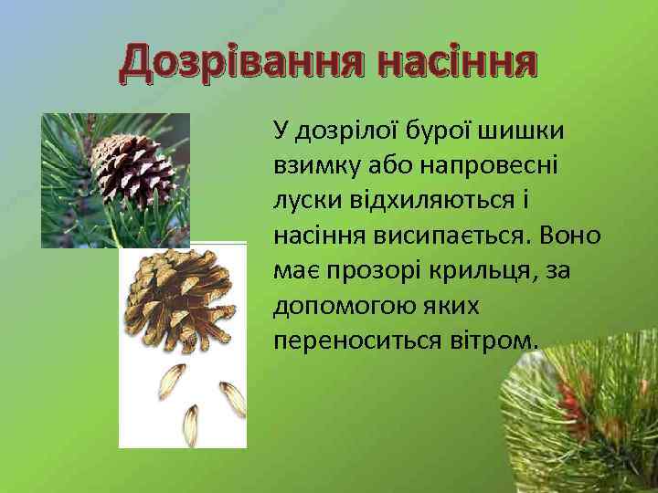 Дозрівання насіння У дозрілої бурої шишки взимку або напровесні луски відхиляються і насіння висипається.