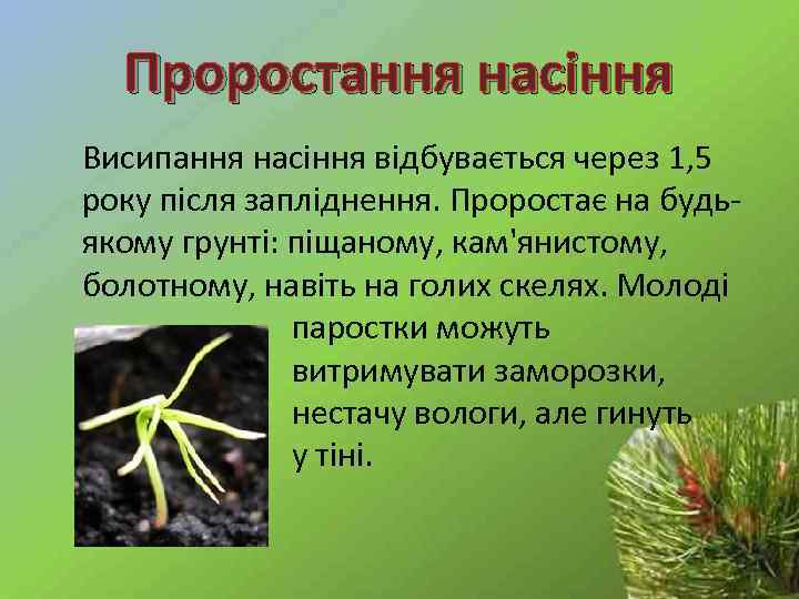 Проростання насіння Висипання насіння відбувається через 1, 5 року після запліднення. Проростає на будьякому