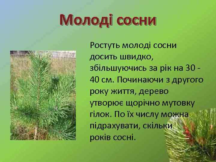 Молоді сосни Ростуть молоді сосни досить швидко, збільшуючись за рік на 30 40 см.