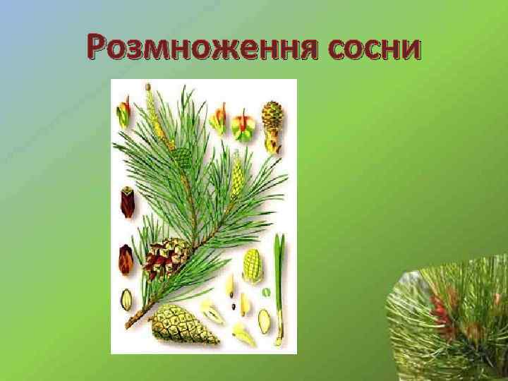 Розмноження сосни 