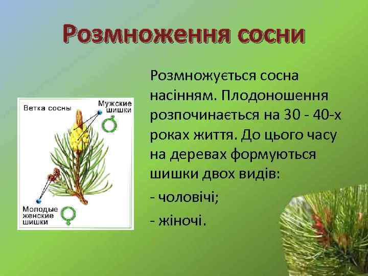 Розмноження сосни Розмножується сосна насінням. Плодоношення розпочинається на 30 - 40 -х роках життя.
