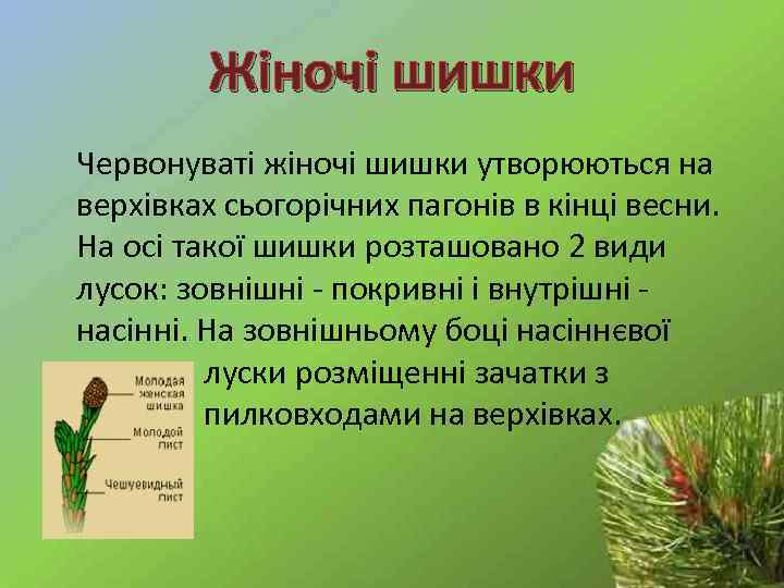 Жіночі шишки Червонуваті жіночі шишки утворюються на верхівках сьогорічних пагонів в кінці весни. На