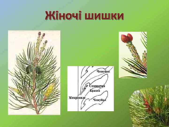 Жіночі шишки 