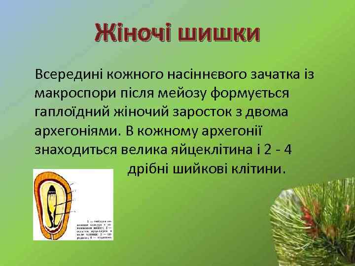 Жіночі шишки Всередині кожного насіннєвого зачатка із макроспори після мейозу формується гаплоїдний жіночий заросток