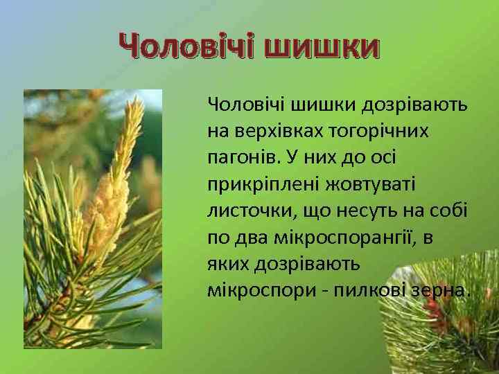 Чоловічі шишки дозрівають на верхівках тогорічних пагонів. У них до осі прикріплені жовтуваті листочки,