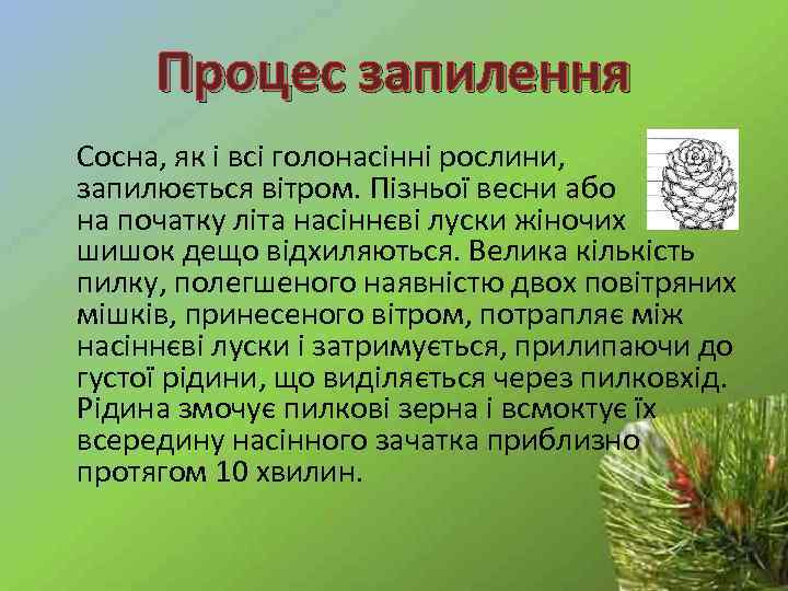Процес запилення Сосна, як і всі голонасінні рослини, запилюється вітром. Пізньої весни або на