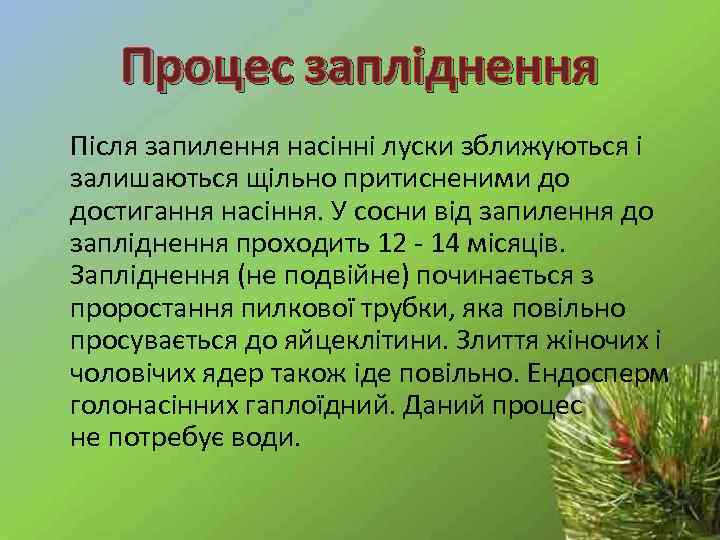 Процес запліднення Після запилення насінні луски зближуються і залишаються щільно притисненими до достигання насіння.