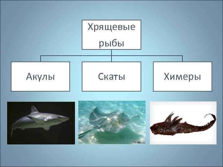 Хрящевые рыбы Акулы Скаты Химеры 