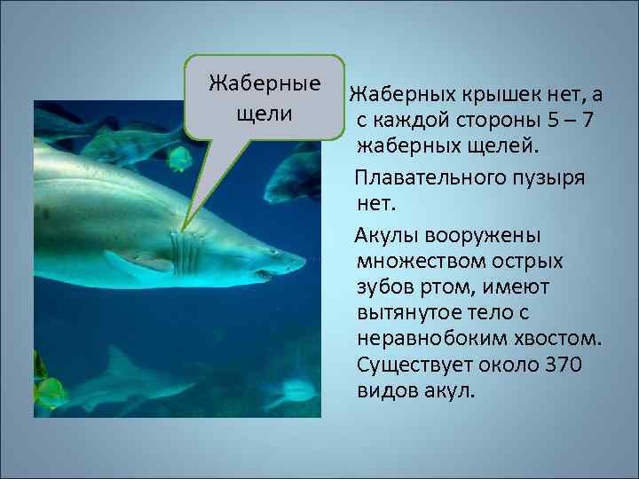 Жаберные Жаберных крышек нет, а щели с каждой стороны 5 – 7 жаберных щелей.