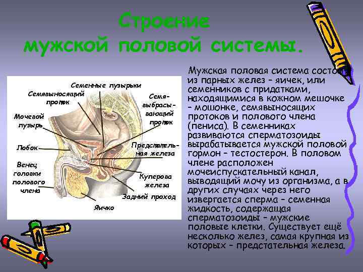 Строение мужской половой системы. Семенные пузырьки Семявыносящий Семяпроток выбрасывающий Мочевой проток пузырь Лобок Предстательная