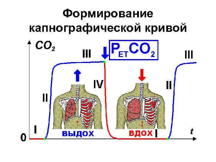 Формирование капнографической кривой 
