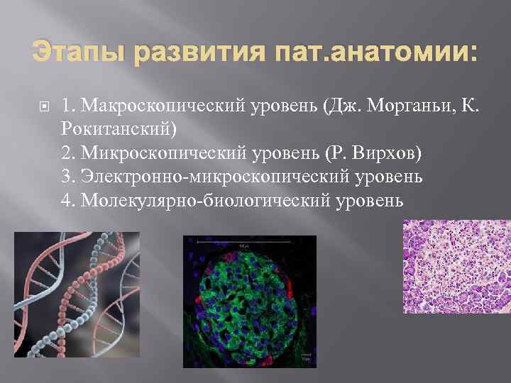 Этапы развития пат. анатомии: 1. Макроскопический уровень (Дж. Морганьи, К. Рокитанский) 2. Микроскопический уровень