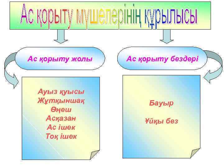 Ас қорыту жолы Ауыз қуысы Жұтқыншақ Өңеш Асқазан Ас ішек Тоқ ішек Ас қорыту