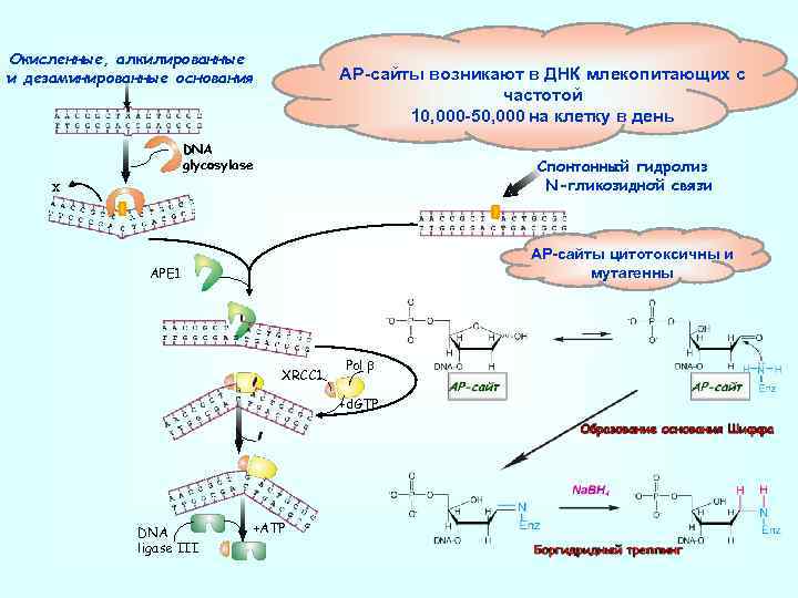 Окисленные, алкилированные и дезаминированные основания АР-сайты возникают в ДНК млекопитающих с частотой 10, 000
