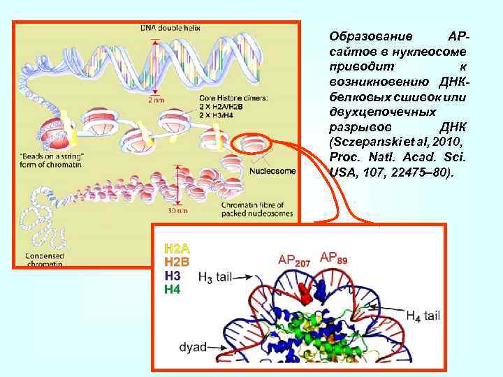 Образование APсайтов в нуклеосоме приводит к возникновению ДНКбелковых сшивок или двухцепочечных разрывов ДНК (Sczepanski