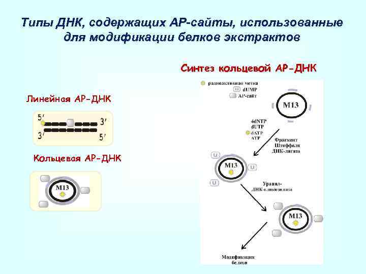 Типы ДНК, содержащих АР-сайты, использованные для модификации белков экстрактов Синтез кольцевой АР-ДНК Линейная AP-ДНК