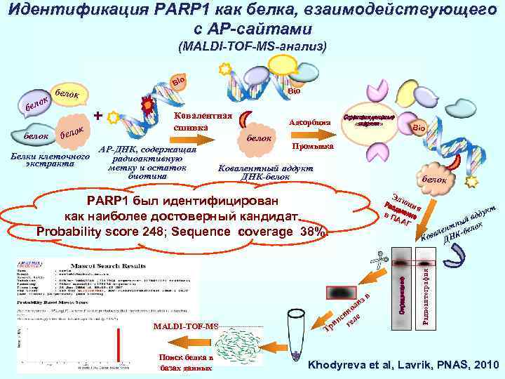 Идентификация PARP 1 как белка, взаимодействующего с АР-сайтами (MALDI-TOF-MS-анализ) бе белок к бело +
