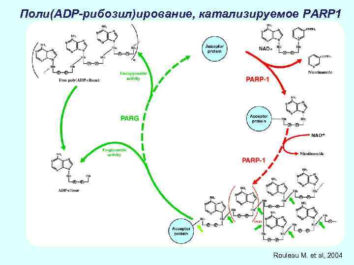 Поли(ADP-рибозил)ирование, катализируемое PARP 1 Rouleau M. et al, 2004 