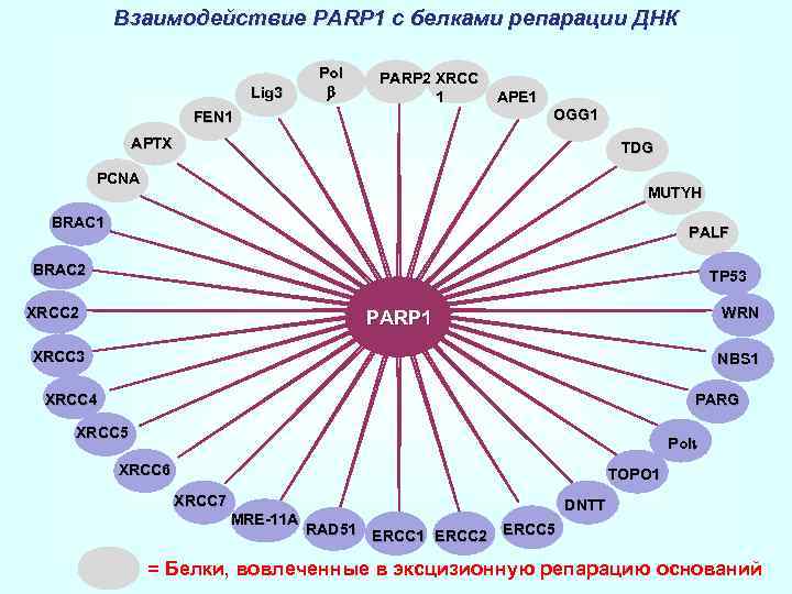 Взаимодействие PARP 1 с белками репарации ДНК Lig 3 Pol b PARP 2 XRCC