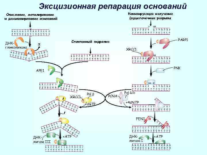 Цикл метилирования схема