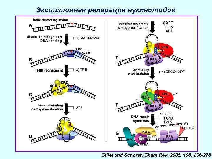 Эксцизионная репарация нуклеотидов Gillet and Schärer, Chem Rev, 2006, 106, 256 -276 