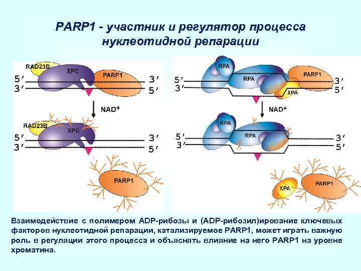 PARP 1 - участник и регулятор процесса нуклеотидной репарации Взаимодействие c полимером ADP-рибозы и