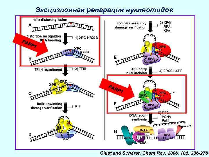 Эксцизионная репарация нуклеотидов Gillet and Schärer, Chem Rev, 2006, 106, 256 -276 