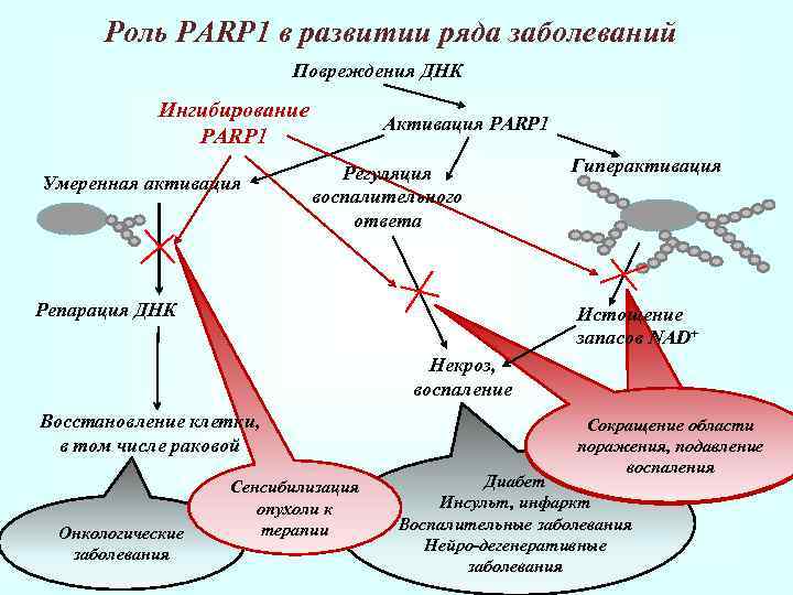 Роль PARP 1 в развитии ряда заболеваний Повреждения ДНК Ингибирование PARP 1 Умеренная активация