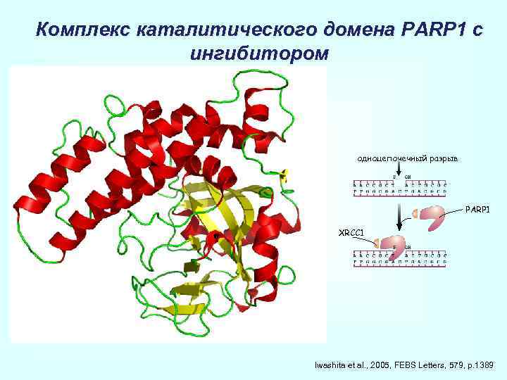 Комплекс каталитического домена PARP 1 с ингибитором одноцепочечный разрыв PARP 1 XRCC 1 Iwashita