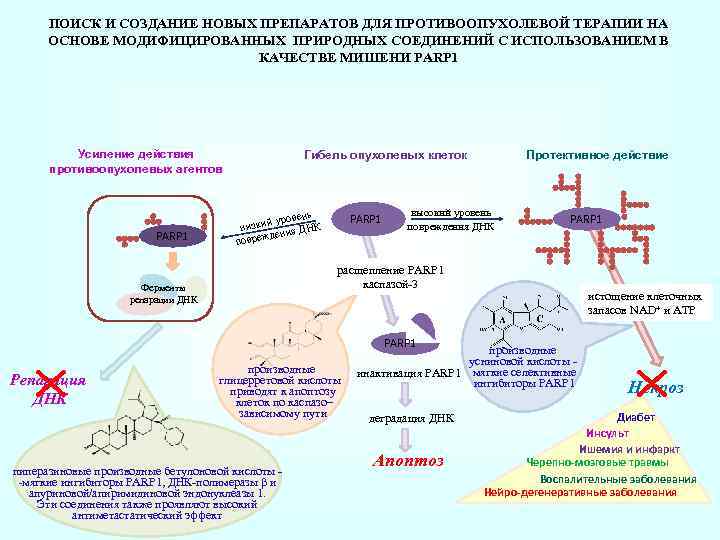 Ферментум создатель энзимов